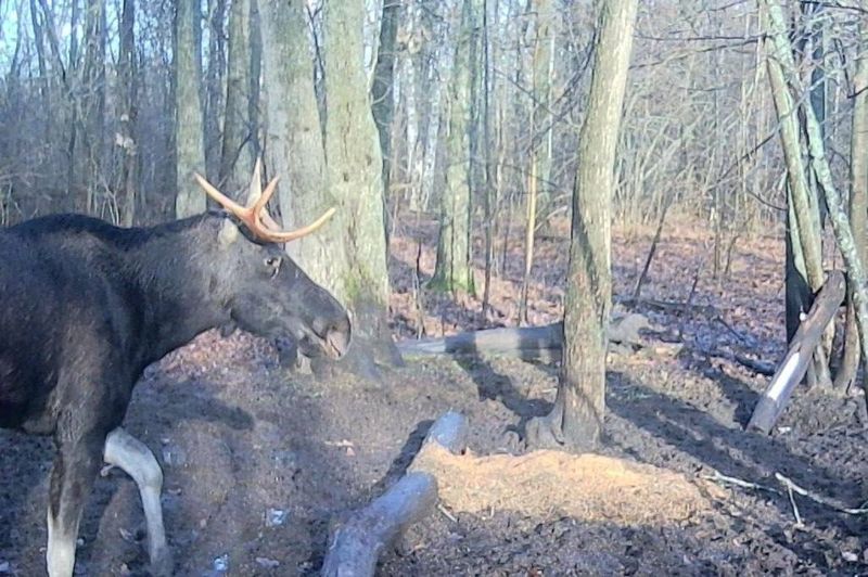 Неподалеку от Сызрани бродят сотни диких животных: автомобилистам на заметку