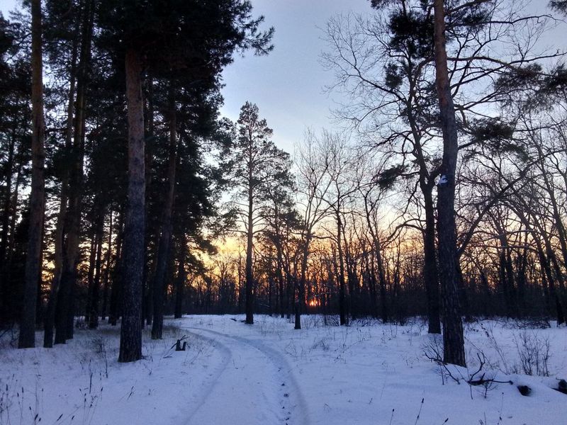 Зоны под Сызранью попали под особую охрану: как теперь там собирать грибы и вывозить туда улья