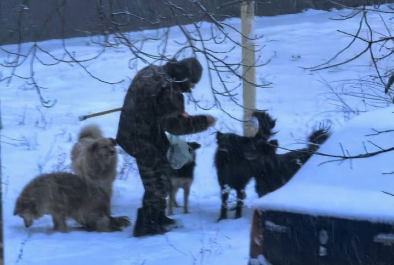 В районе Образцовской площадки собаки покусали школьника
