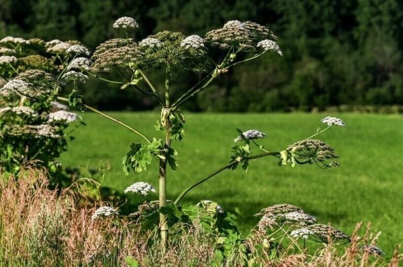 Приказано уничтожить: в российских лесах уничтожат американский клен и борщевик Сосновского