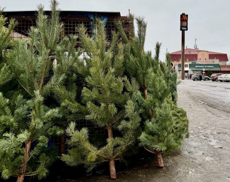 Реально ли в Самарской области принести клеща на ёлке домой