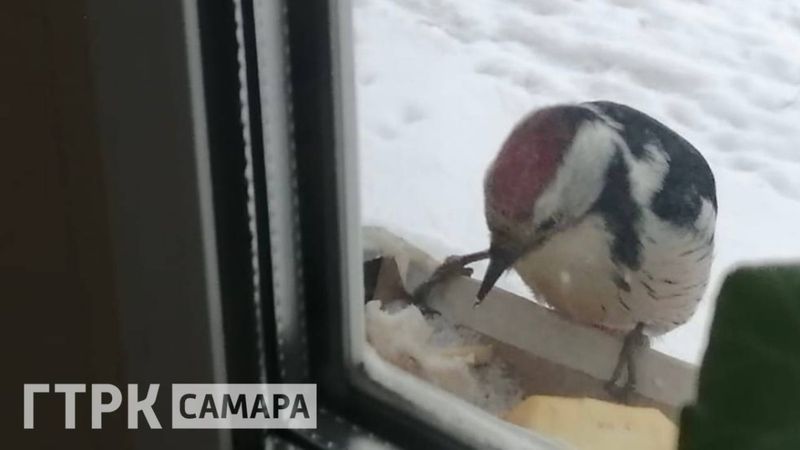 К жительнице Самарской области повадилась в гости дикая птица - она скандалит и требует еду