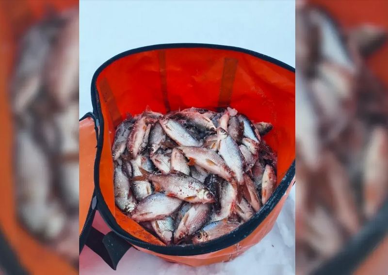 Для рыбалки на леща, судака, щуку и шуструю плотвичку нужна стратегия и знание секрета