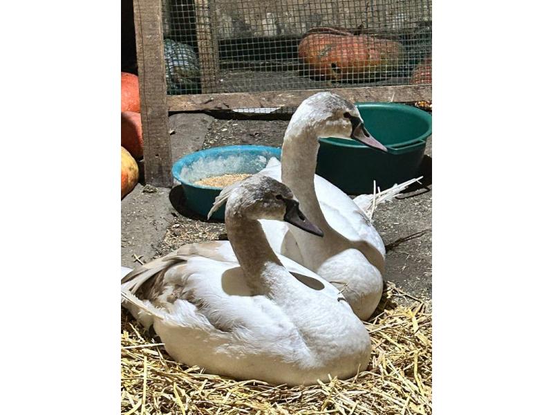 Сказал, никому их теперь не отдаст: лебеди с обледеневшими крыльями попросили убежища у человека