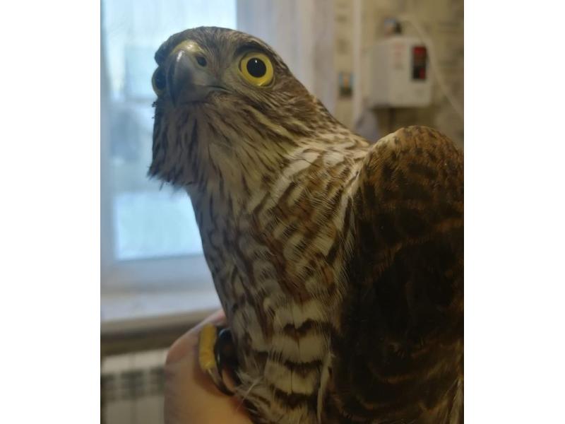 Жительница Сызрани нашла около дома почти замерзшего раненого хищника