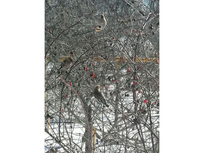 «Зимние гости» свиристели пока не спешат улетать из Самарской области: что-то чувствуют