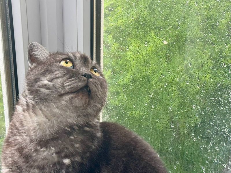 Дожди над Сызранью могут стать грибными, если приметы не обманут