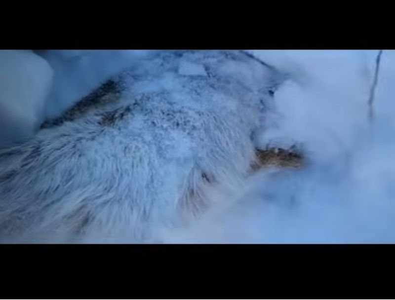 «Поймал зайца! Руками поймал!»: охотник голыми руками схватил дикого зайца