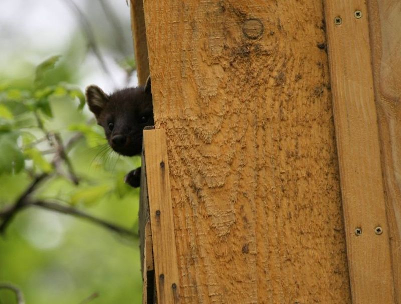 Зубастый хищник «отжал» жилье у крылатого хищника - в лесу действует своя «схема Долиной»