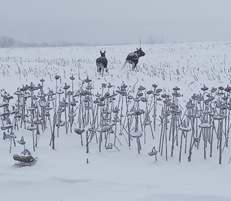 Парочка лосей решила пощелкать забытые хозяином семечки
