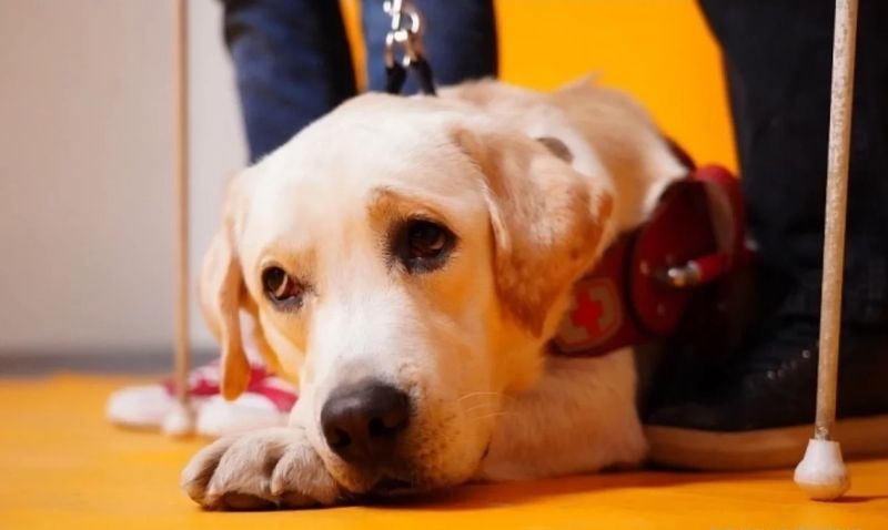 Забавного лабрадора из Самарской области признали лучшей собакой-поводырем в России