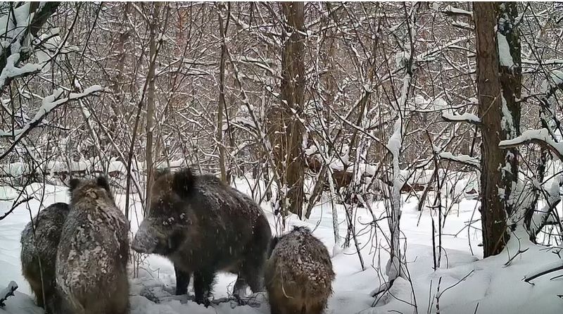 Конфликт кабанов из-за еды попал на видео