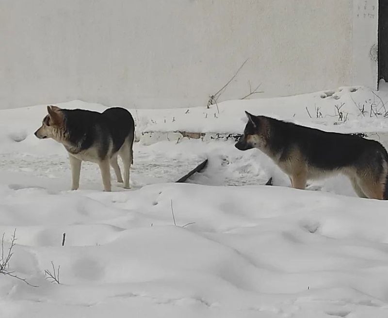 В Сызрани возбуждено уголовное дело после нападения на подростка собак, нашедших убежище в общежитии-заброшке