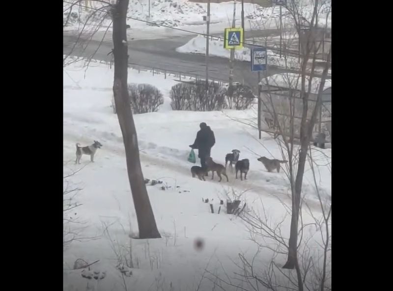В Сызрани злобная стая набросилась на подростка, защищая свою 5-этажную конуру