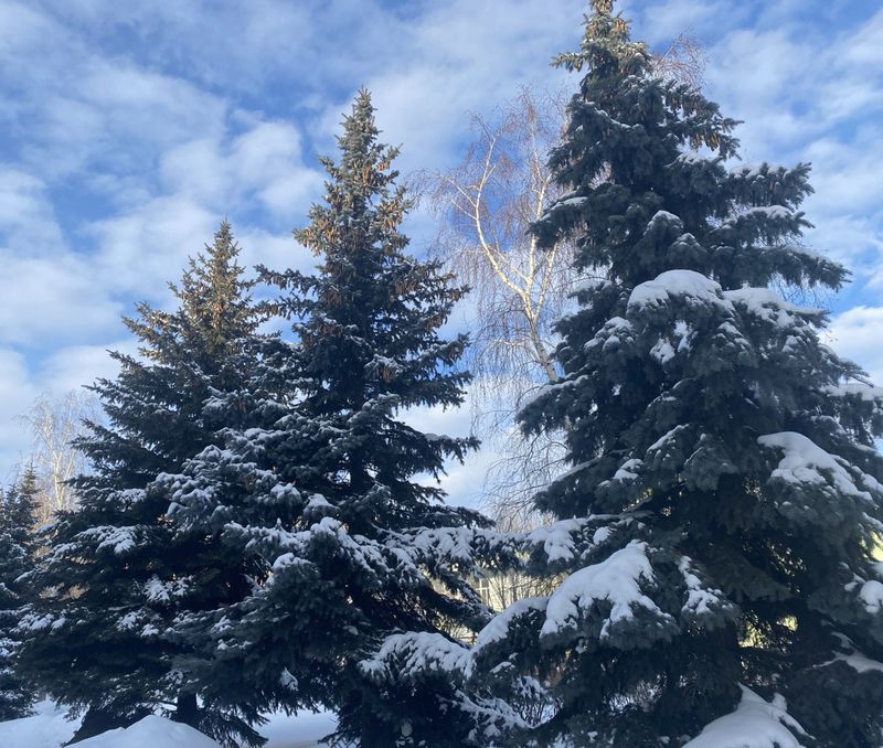 Самарскую область снова подморозит