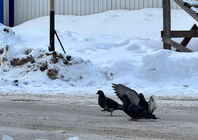Стал известен прогноз погоды в Самарской области до конца зимы