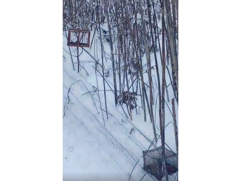 В Самарской области с поличным пойман птицелов