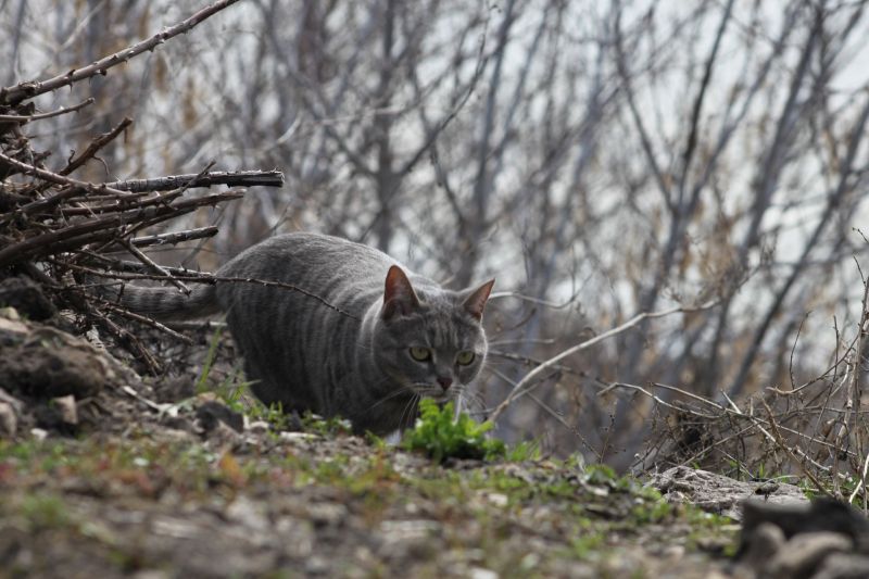 В Сызрань идет не только календарная, но и климатическая весна