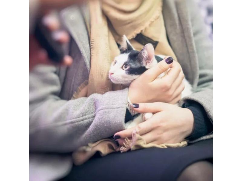 Двести бездомных кошек будут стерилизованы в Сызрани за счет Фонда президентских грантов