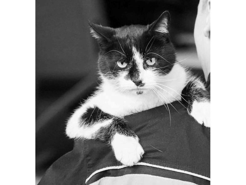 Погиб «особый сотрудник» и верный друг сызранских спасателей - кот Виктор Степанович