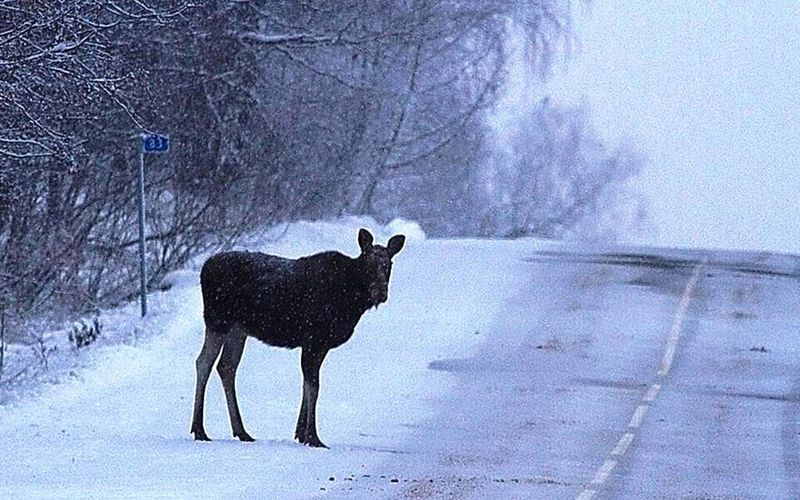 Автомобилистов Сызрани предостерегли от диких «пешеходов», не знающих ПДД