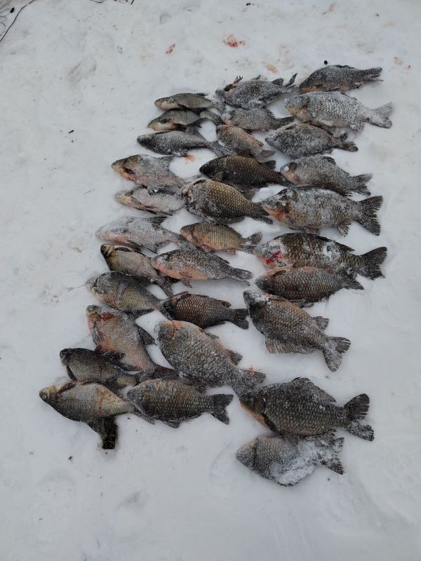 Лучше бы дома бутылка кефира, полбатона, а не вот это всё: в Сызрани поймали браконьера с карасиками