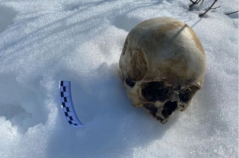 Страшная находка: в лесопарке в Самарской области найден человеческий череп с повреждениями