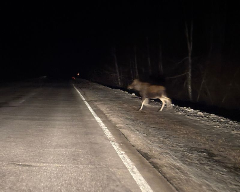 Под Сызранью зверь вышел на дорогу в 50 метрах от мчавшегося автомобиля