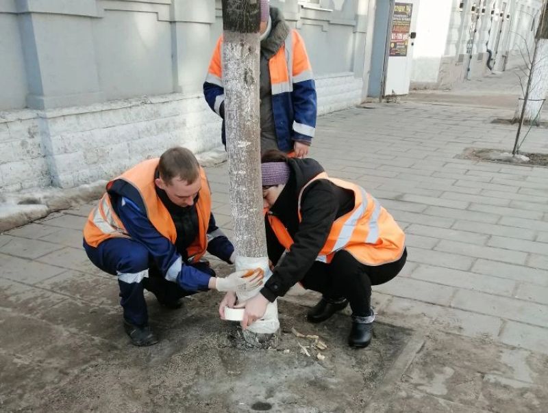 В Сызрани пытаются спасти дерево, зверски погубленное человеком с топором