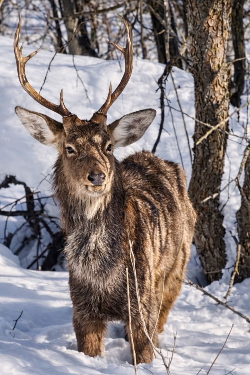 «Приходит как по расписанию»: в заповедник Самарской области захаживает пятнистый «разведчик»