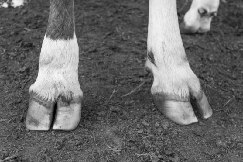 Жители Сызрани обнаружили туши телят у дачного поселка