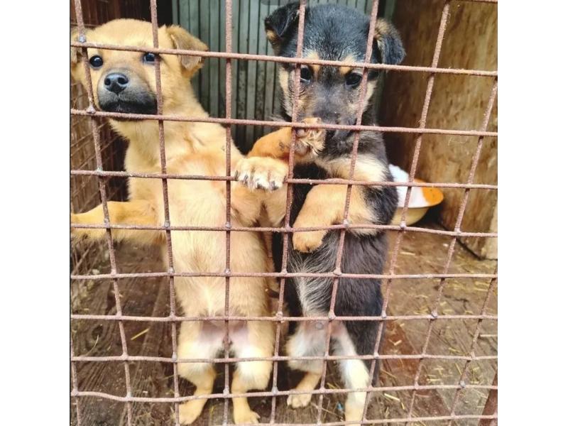 Хвостатый бэби-бум в Сызрани: более 40 щенков и породистые собаки ждут своих хозяев