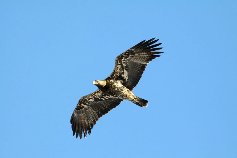 Жители Сызрани смогут увидеть солнечных орлов - и ехать далеко не нужно будет