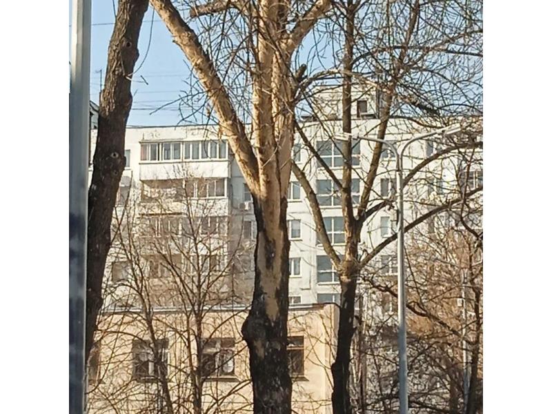 Жители Самарской области попросили губернатора разобраться с дятлом-вредителем