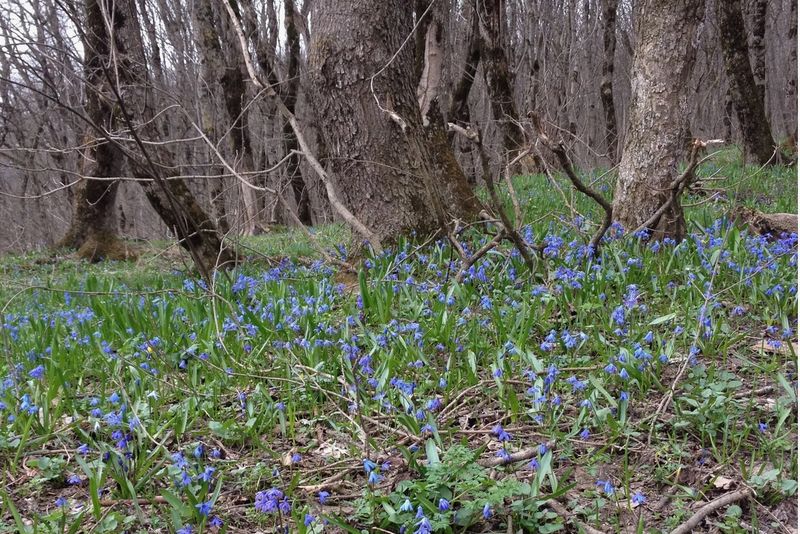 За сорванный весной букетик можно сесть в тюрьму - но есть растения, которые теперь можно рвать