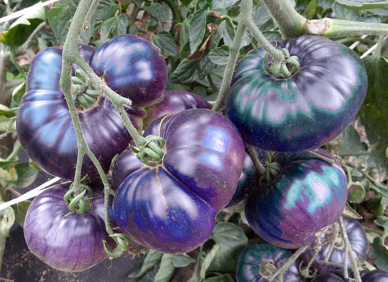 Россияне скупают за реальные деньги аромелию, черную клубнику и лазурные помидоры, которых не существует в природе