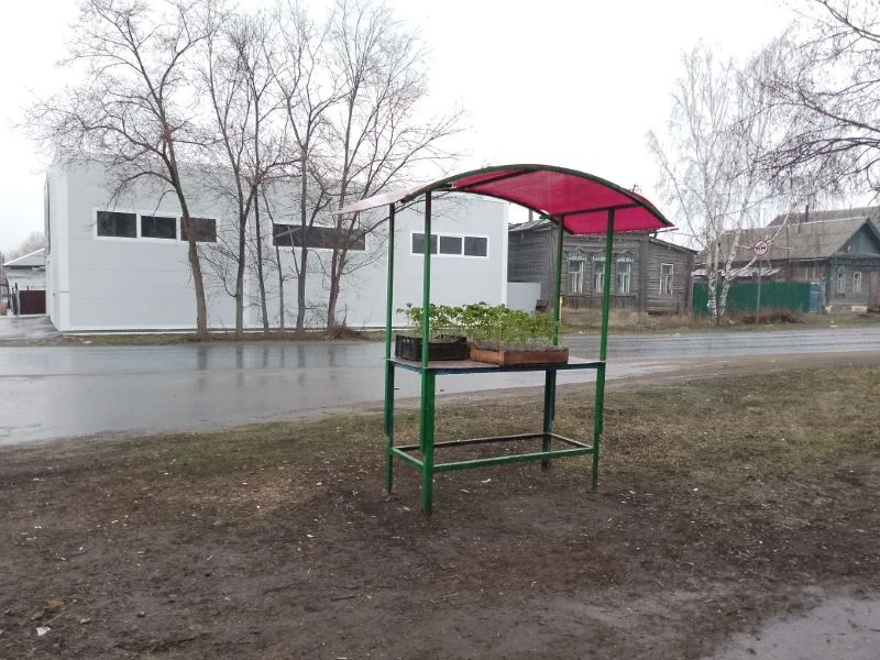 В Сызрани - помидорной столице России - стартовала продажа рассады помидоров