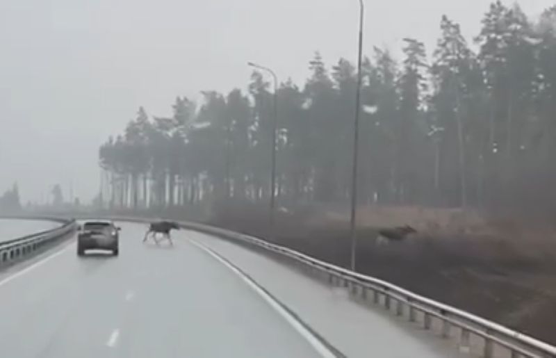 По тормозам: на дорогу «Обход Тольятти» из тумана неожиданно выбежали лоси