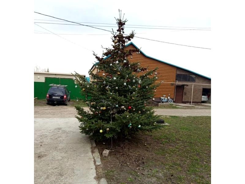 В Сызрани новогодняя елка реально может простоять до Первомая - и это не шутка
