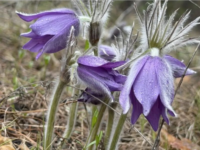 Неподалеку от Сызрани расцвели изумительные цветы: сорвешь - заплатишь миллион рублей
