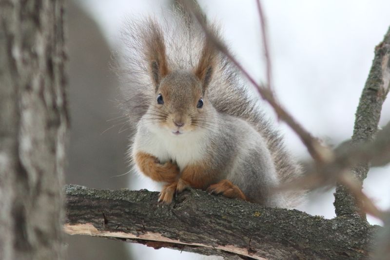 В любимых туристами лесах бродит одинокая рысь, водятся бесстрашные белки и невероятно плодовитые кабаны