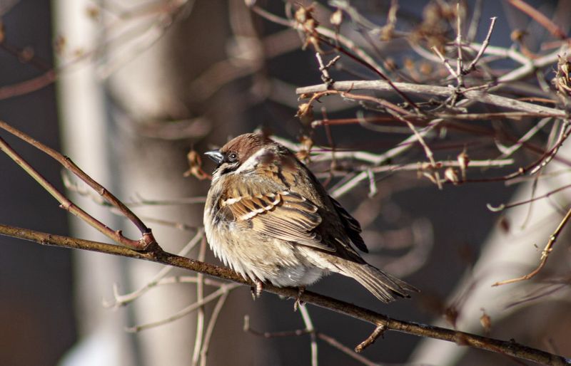 Над Сызранью и регионом будут бушевать грозы и магнитные бури - столбик термометра рухнет до морозной отметки