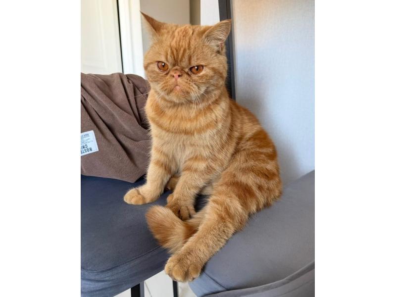 Жительница Октябрьска спасла кошку с огненно-рыжими глазами