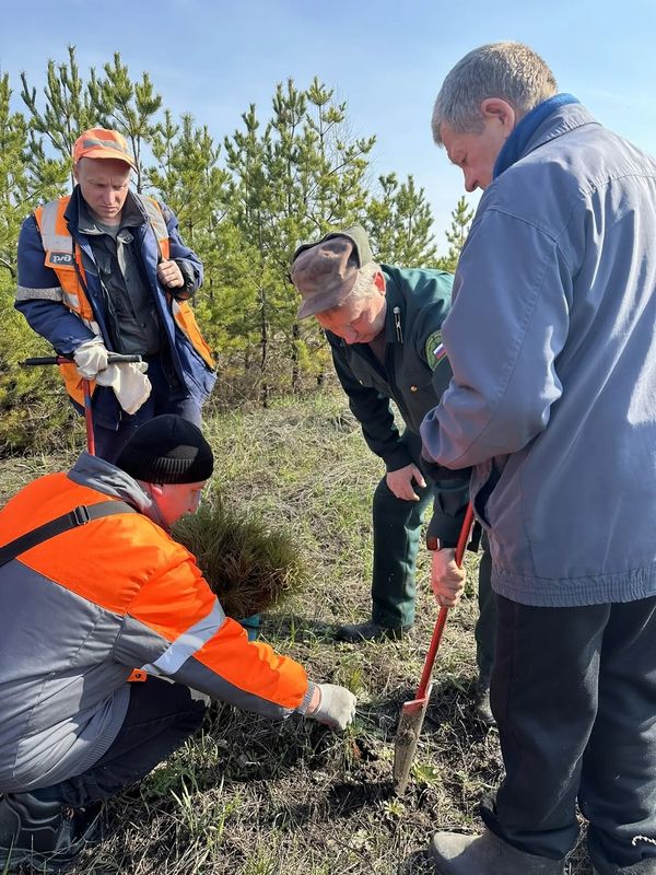 В искалеченном пожаром Рачейском лесу появились крохотные сосенки