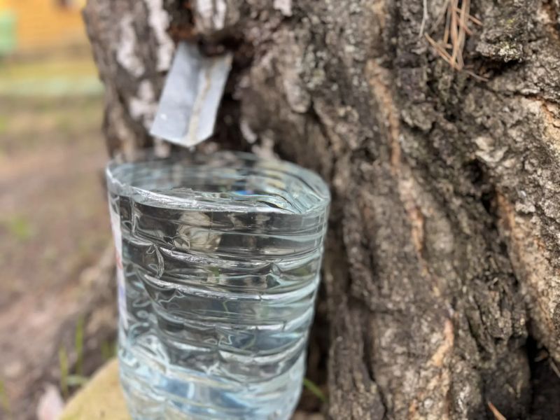 В день Вадима Ключника родники и березовый сок шептали людям о грядущем