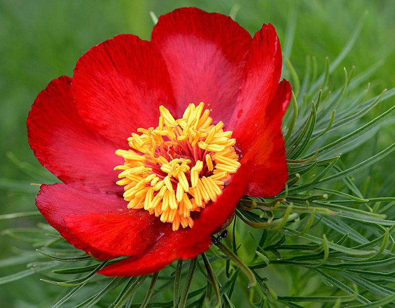 В Самарской области спасли «аленький цветочек» - но другие шедевры природы под угрозой