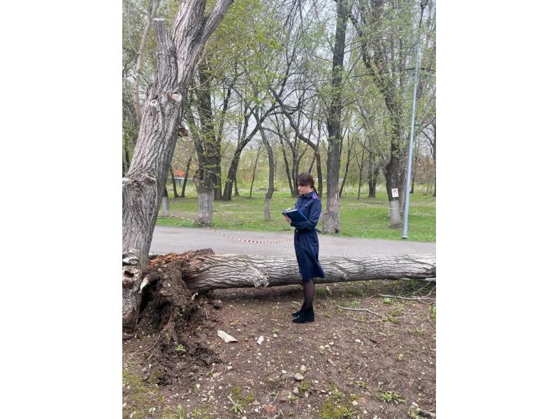 В Самаре упавшее дерево насмерть придавило 14-летнюю девочку