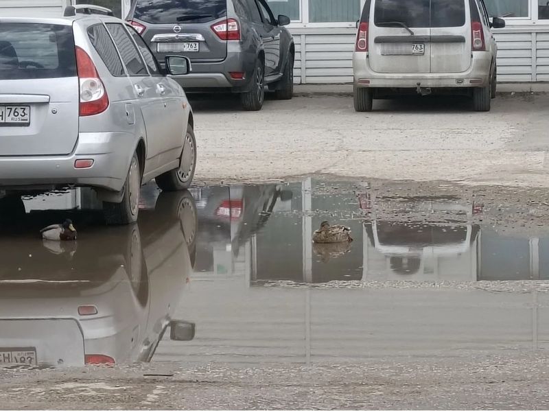 В Сызрани Серая Шейка «приводнилась» в луже на улице - возможно, ей нужна помощь