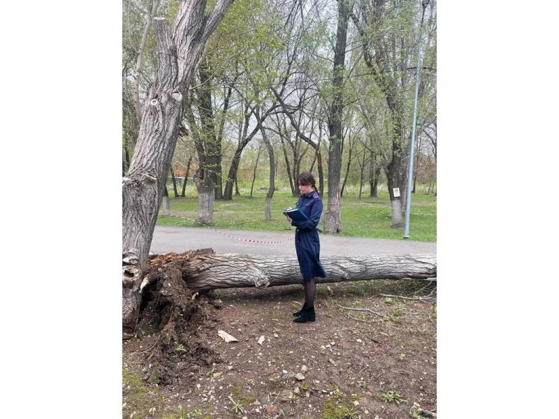 «Зайчик, живи, только продержись!» Девочку, на которую рухнуло дерево, до последнего пытались спасти