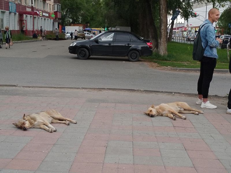 В Сызрань пришла азиатская жара - сколько она продлится